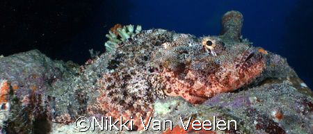 Scorpionfish taken at Sharks Observatory with E300. by Nikki Van Veelen 